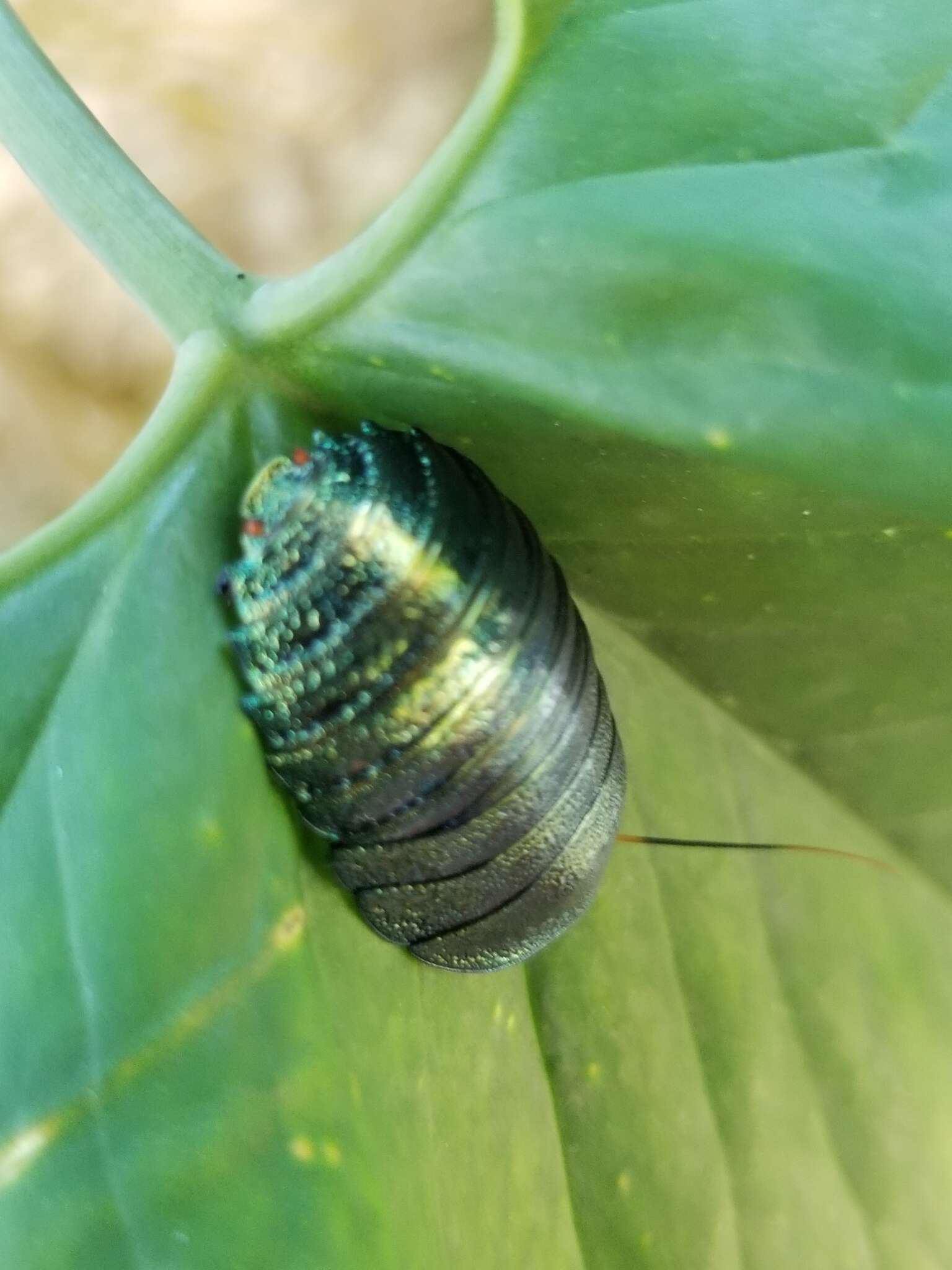 Image of Metallic Emerald Cockroach