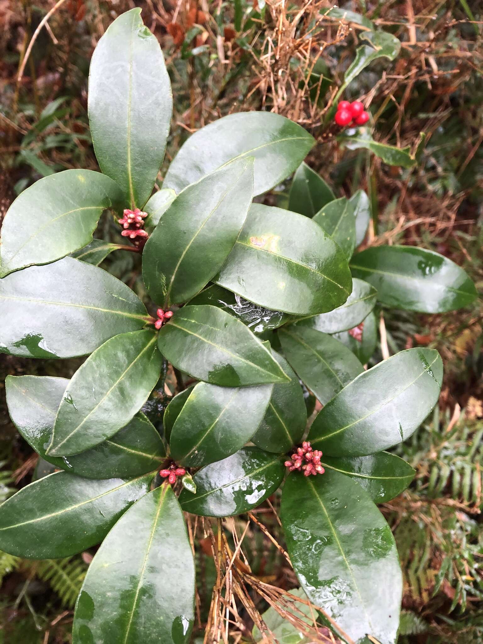 Image of Skimmia japonica subsp. distinctevenulosa (Hayata) T. C. Ho