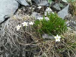 Imagem de Sabulina verna (L.) Rchb.