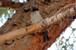 Image of White-eyed Bulbul