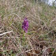 Image of Anacamptis morio subsp. morio