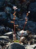 Image of Leafy-Stem Pseudosaxifrage