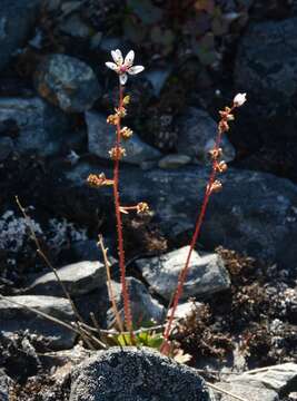 Micranthes foliolosa (R. Br.) Gornall resmi