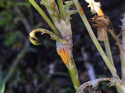 Image of Puccinia lagenophorae Cooke 1884