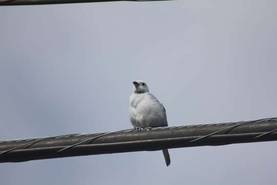 Image of Thraupis episcopus coelestis (Spix 1825)