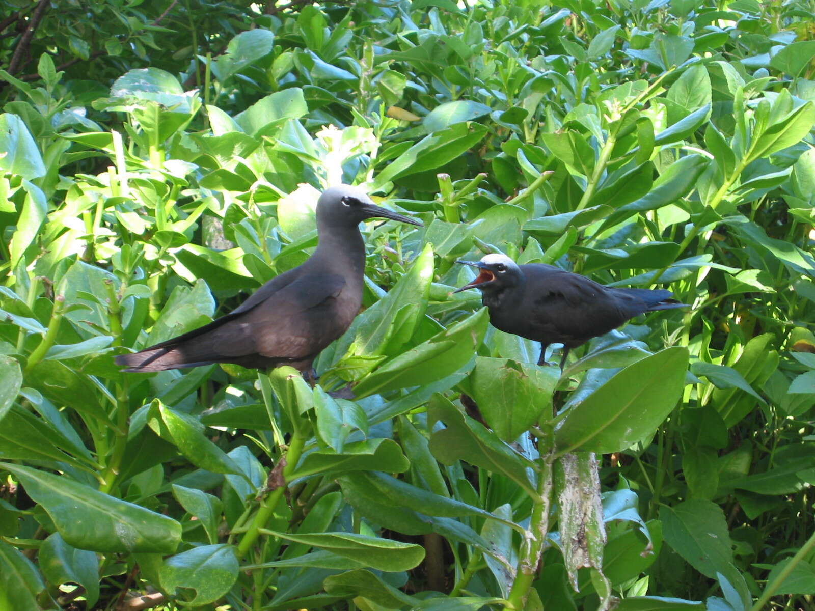 Image of Black Noddy