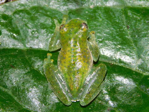 Image of Savage's cochran frog