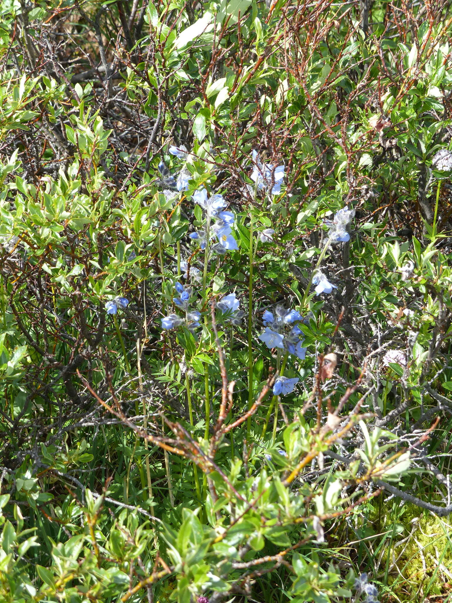 Image of tall Jacob's-ladder