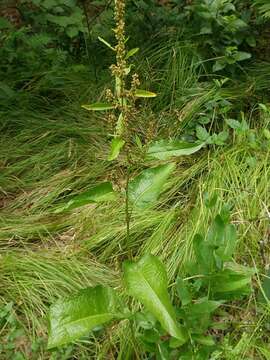 Image of Rumex obtusifolius subsp. sylvestris (Lam.) Celak.