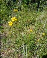 Image of longleaf sunflower