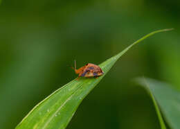 Image of Laccoptera (Laccopteroidea) nepalensis Boheman 1855