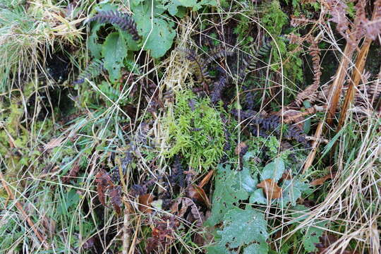 Image of pseudoscleropodium moss