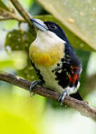 Image of Spot-crowned Barbet