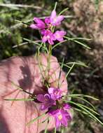 Image de Boronia nematophylla F. Müll.