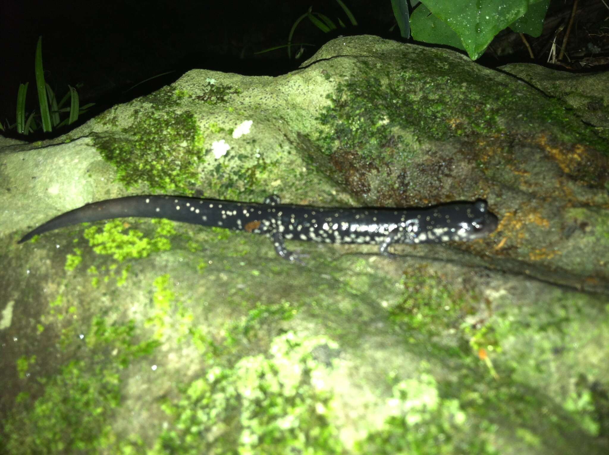Image of Ainsworth's Salamander