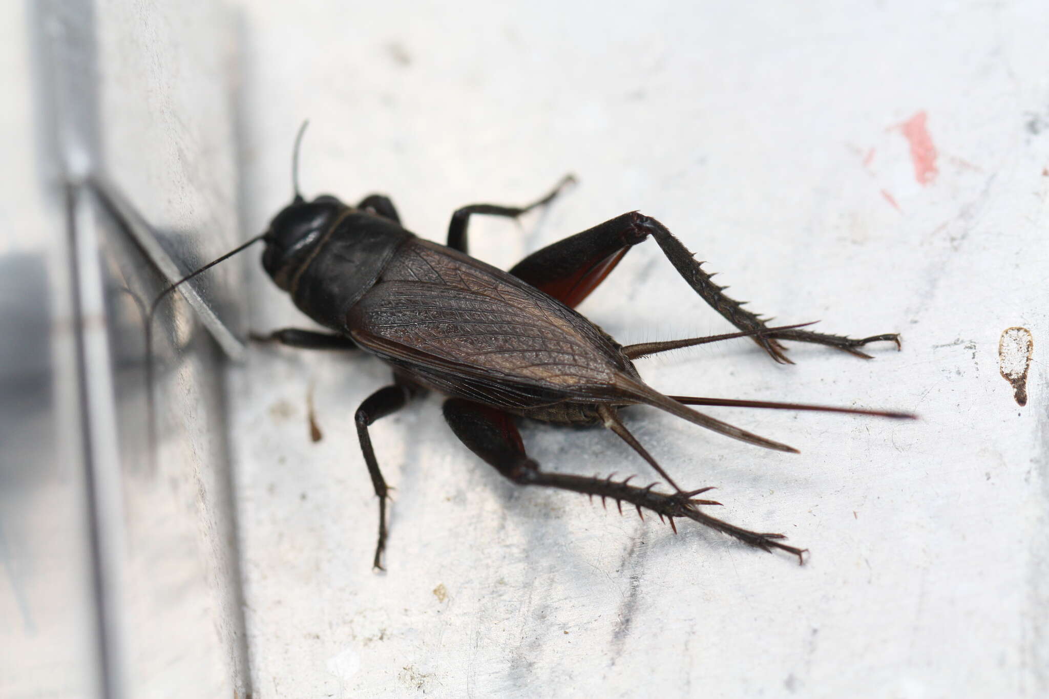 Image de Teleogryllus (Teleogryllus) commodus (Walker & F. 1869)