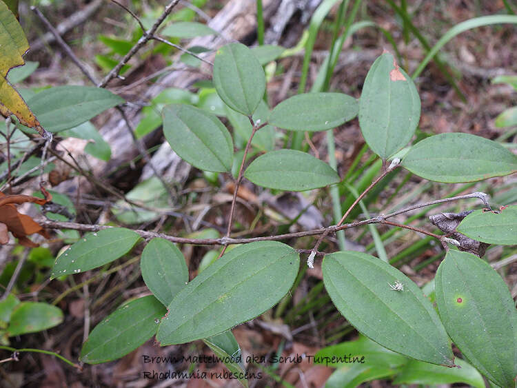 صورة Rhodamnia rubescens (Benth.) Miq.