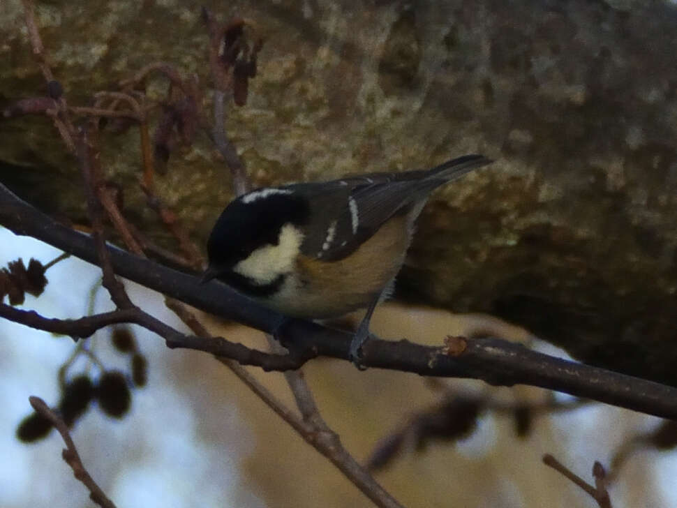 Image of Periparus ater hibernicus (Ingram & W 1910)