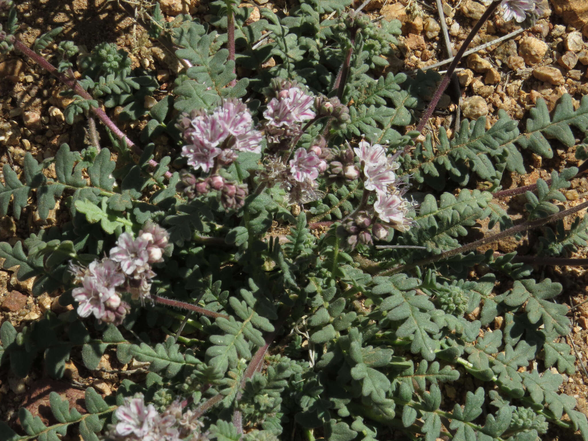 Image of Arizona phacelia