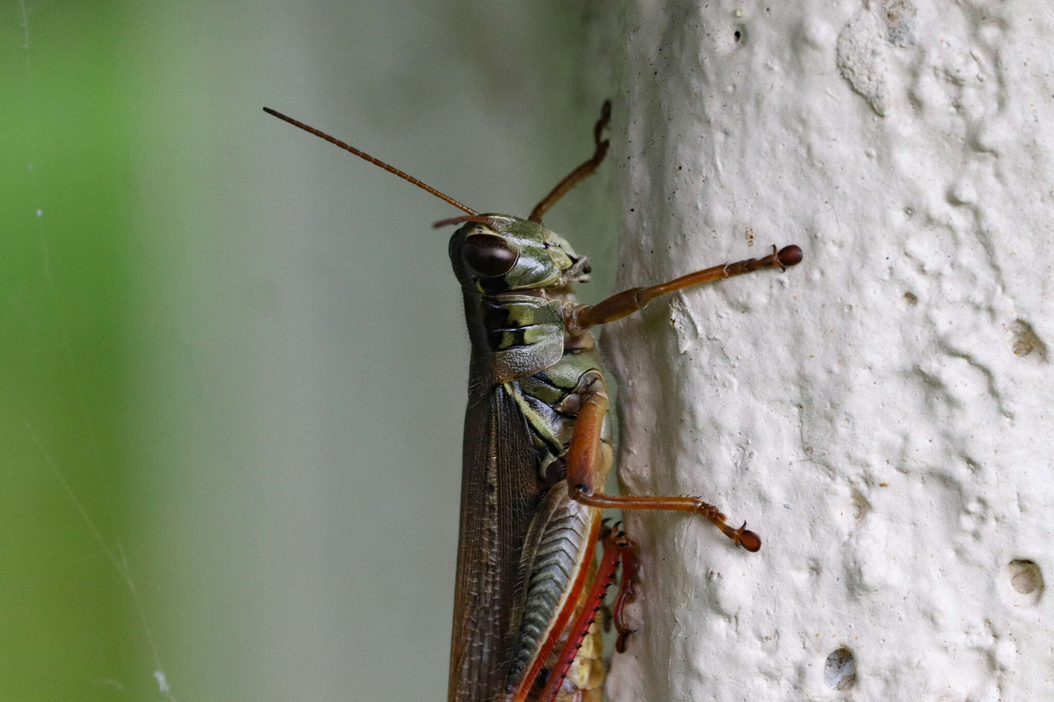 Plancia ëd Melanoplus femurrubrum (De Geer 1773)