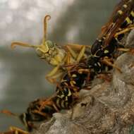 Polistes nimpha (Christ 1791)的圖片