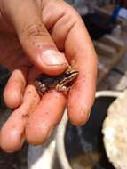 Leptodactylus fragilis (Brocchi 1877) resmi