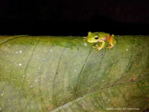 Image of Sierra Juarez Brook Frog