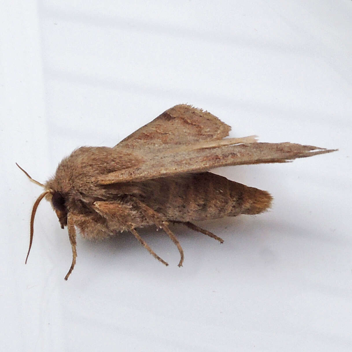 Imagem de Orthosia hibisci Guenée 1852