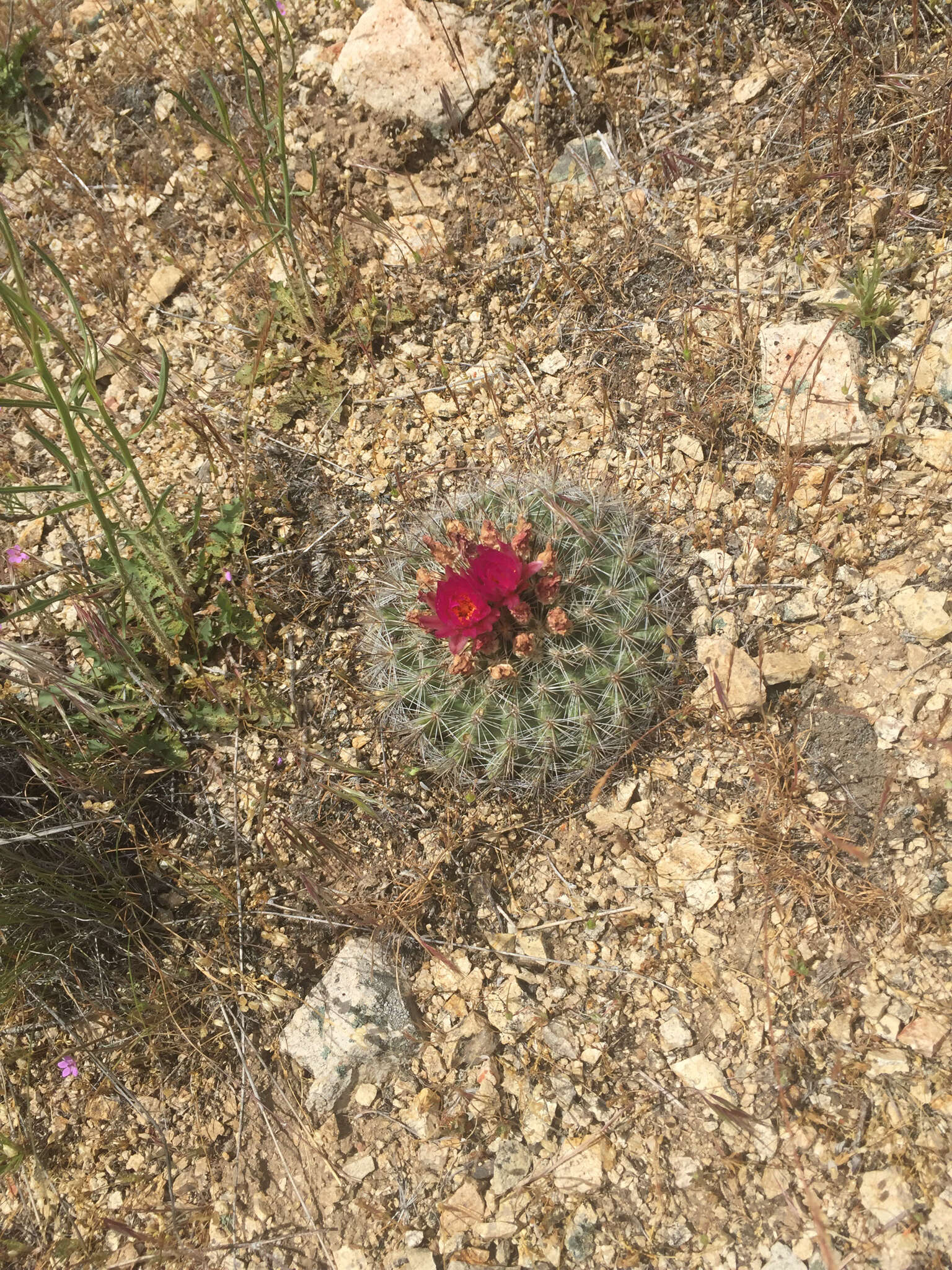 Image of Simpson's Hedgehog Cactus