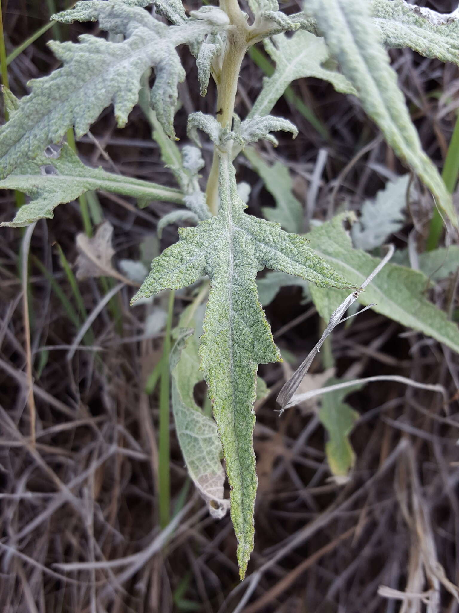 Image of woolly marsh elder