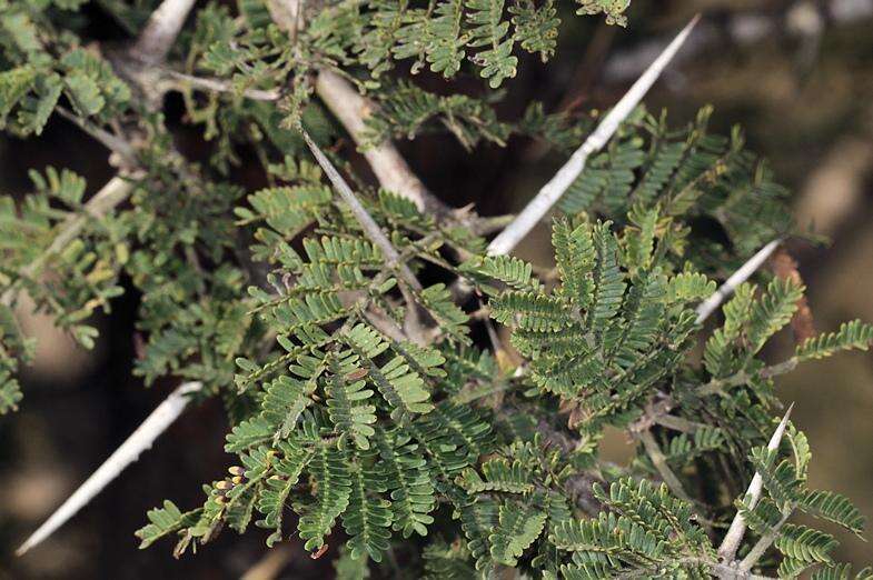 Image of Vachellia gerrardii (Benth.) P. J. H. Hurter