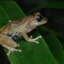 Image of Sushil's Bushfrog