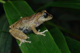 Image of Sushil's Bushfrog