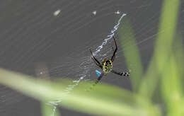 Image of Argiope catenulata (Doleschall 1859)