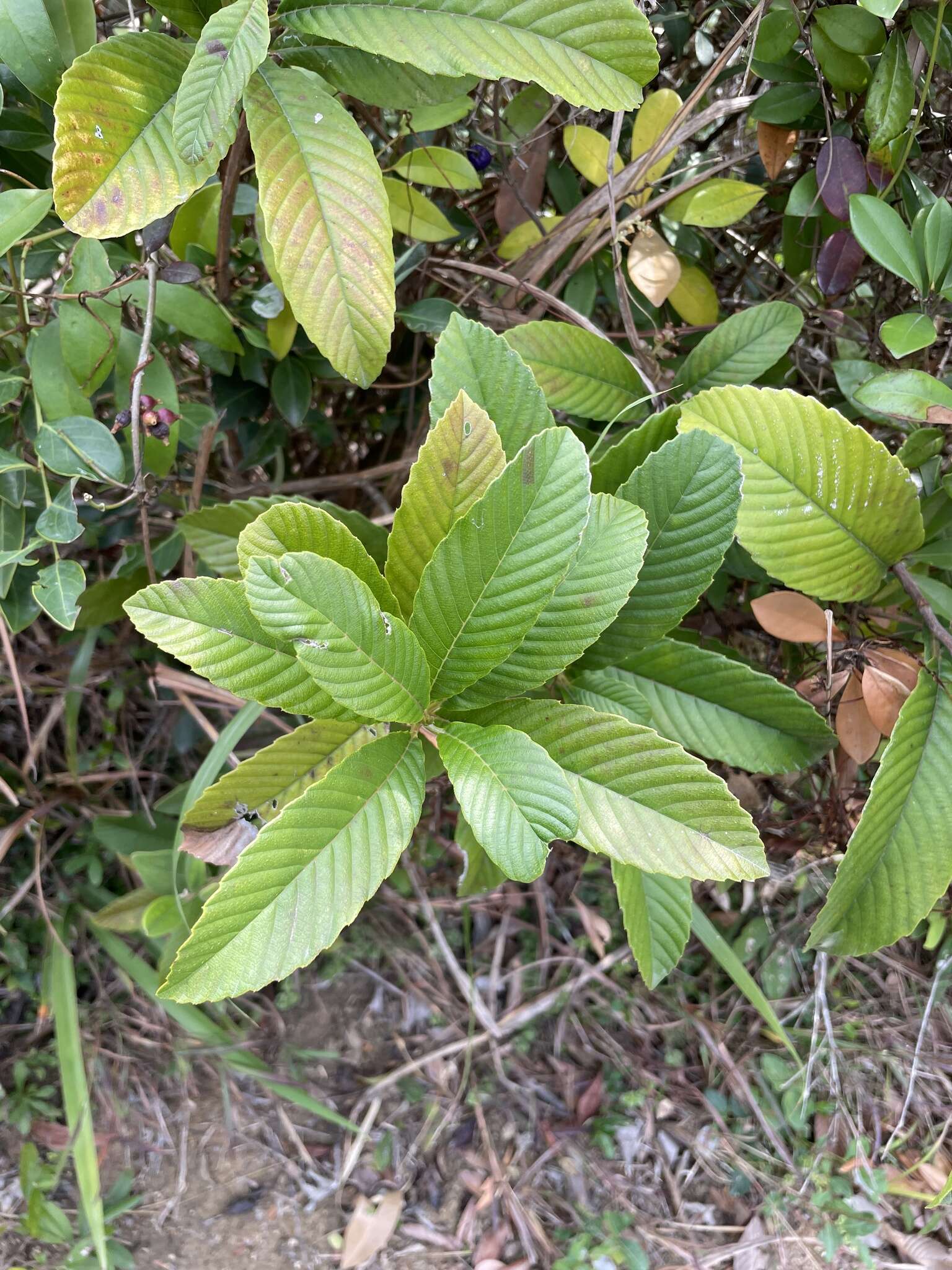 Image of Tetracera sarmentosa (L.) Vahl