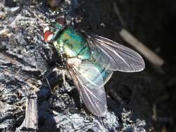 Image of Neomyia viridescens (Robineau-Desvoidy 1830)