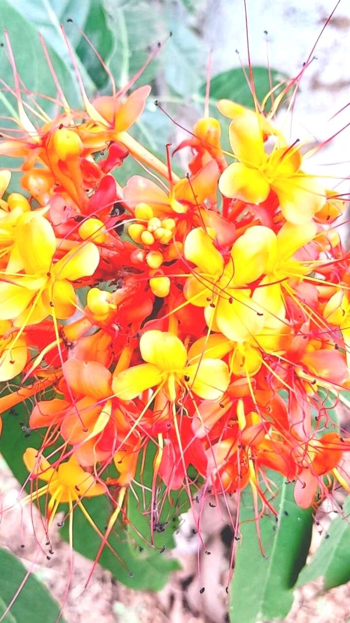 Image of Ashoka tree