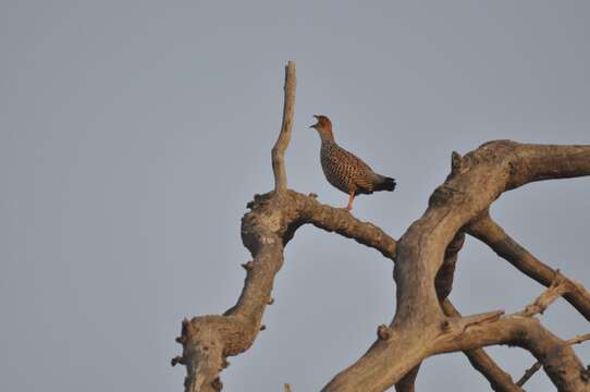 Image of Painted Francolin