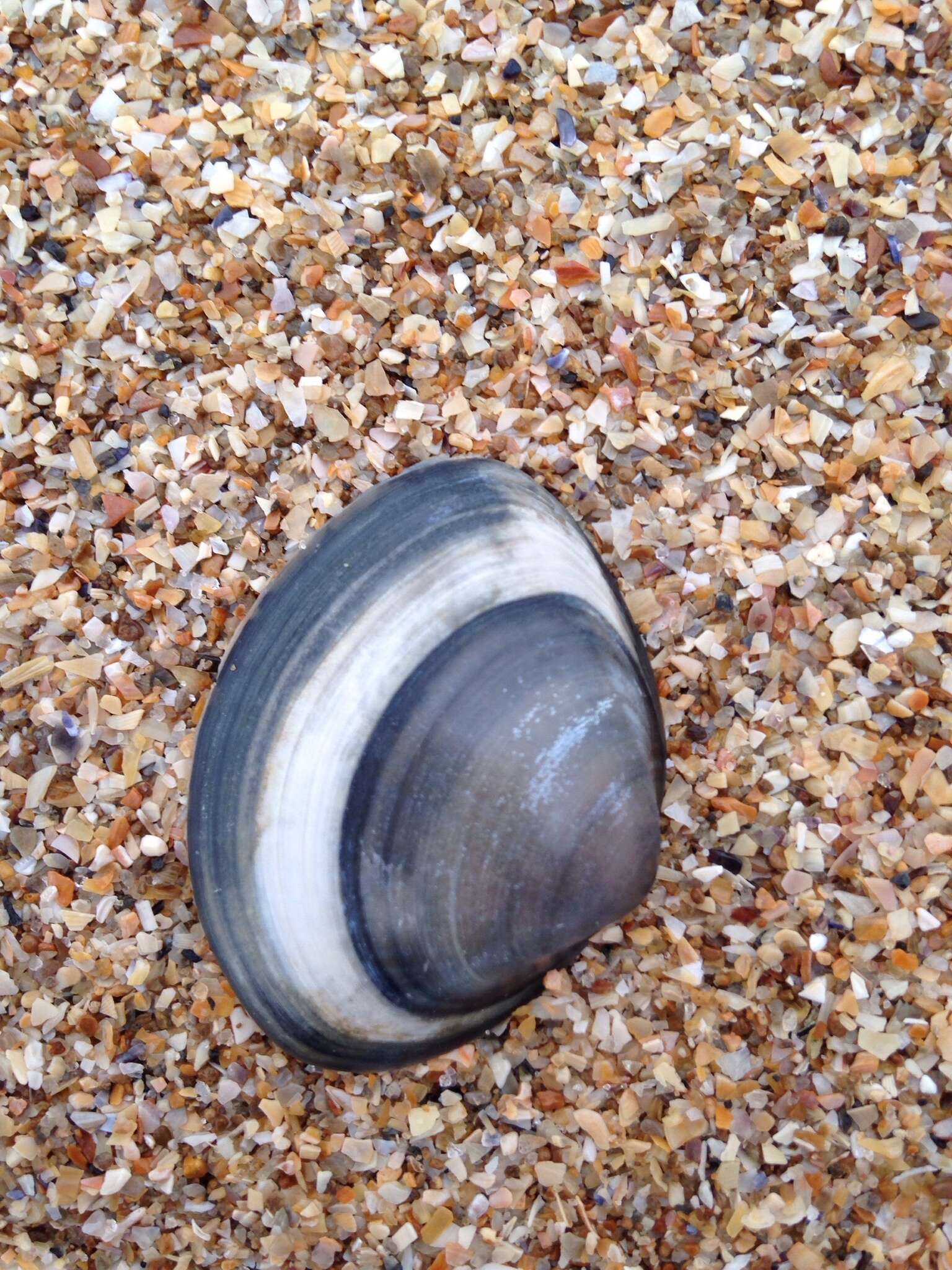 Image of surf clam