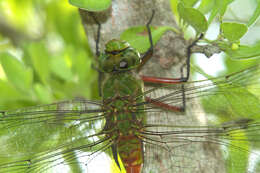 Image of Comet Darner