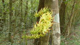 Strongylodon craveniae R. Baron & Baker resmi