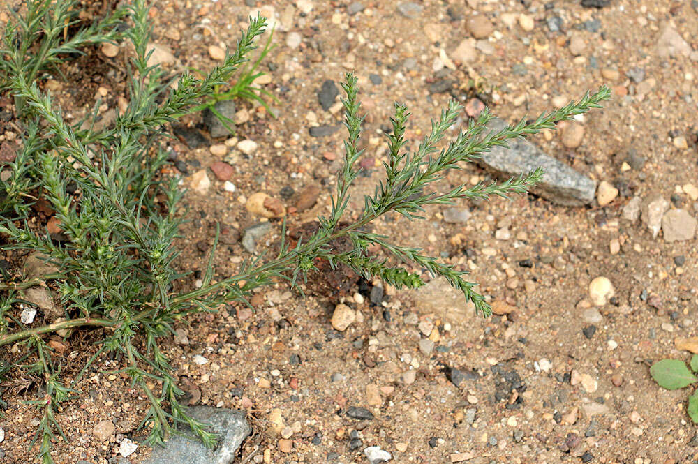 Image of slender Russian thistle