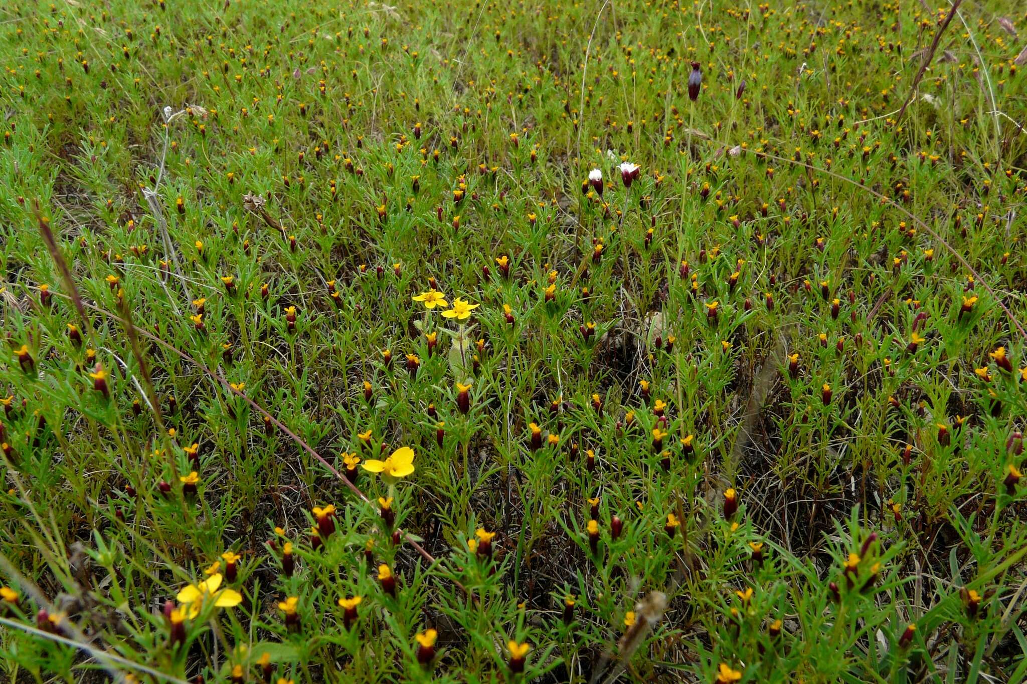 Image of Porophyllum linaria (Cav.) DC.