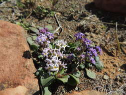 Image of Manulea fragrans Schltr.