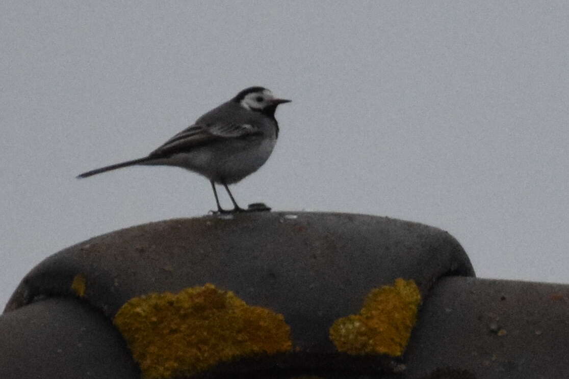 Image of Pied Wagtail and White Wagtail