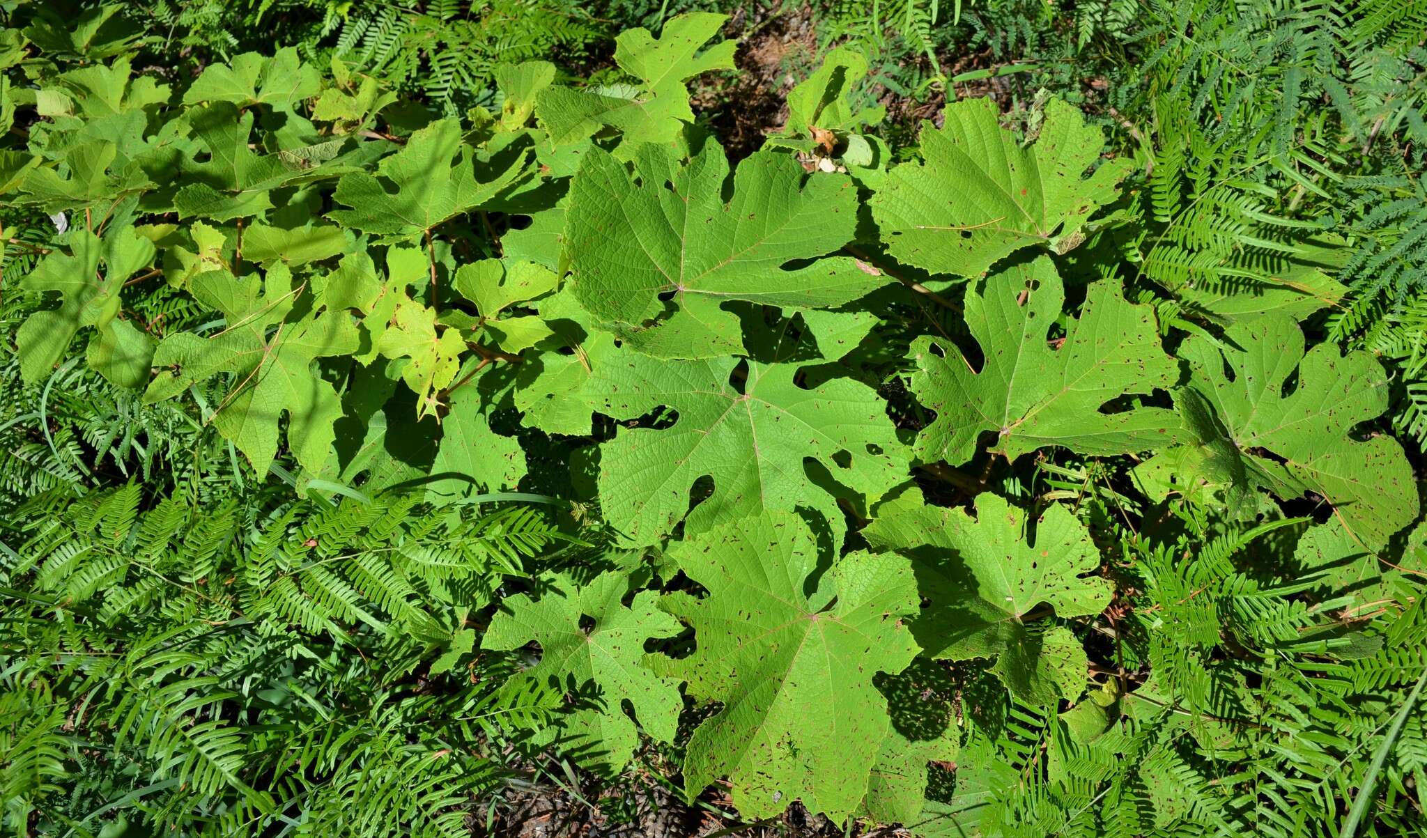 Imagem de Vitis aestivalis var. lincecumii (Buckley) Munson