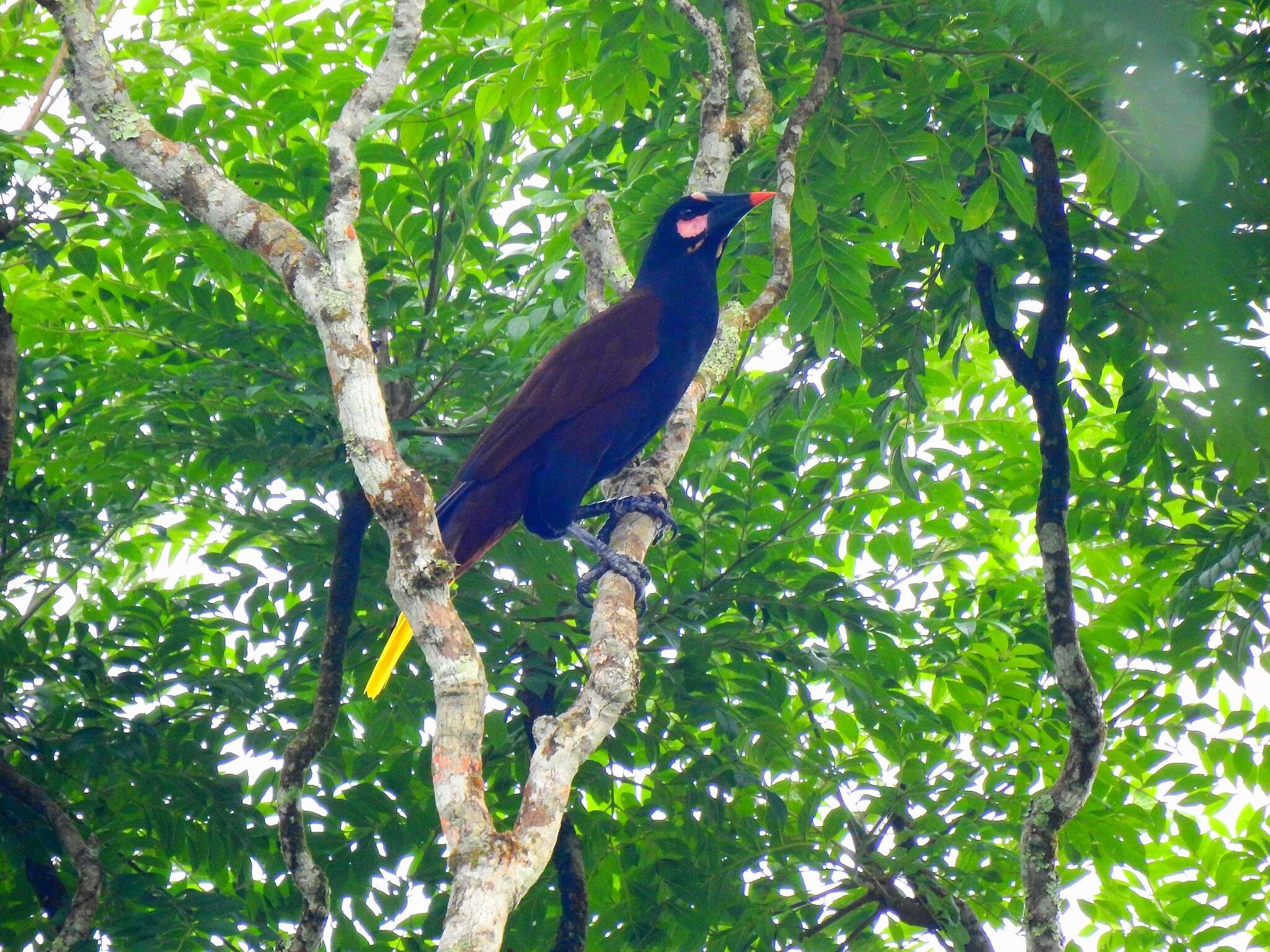 Image of Baudo Oropendola