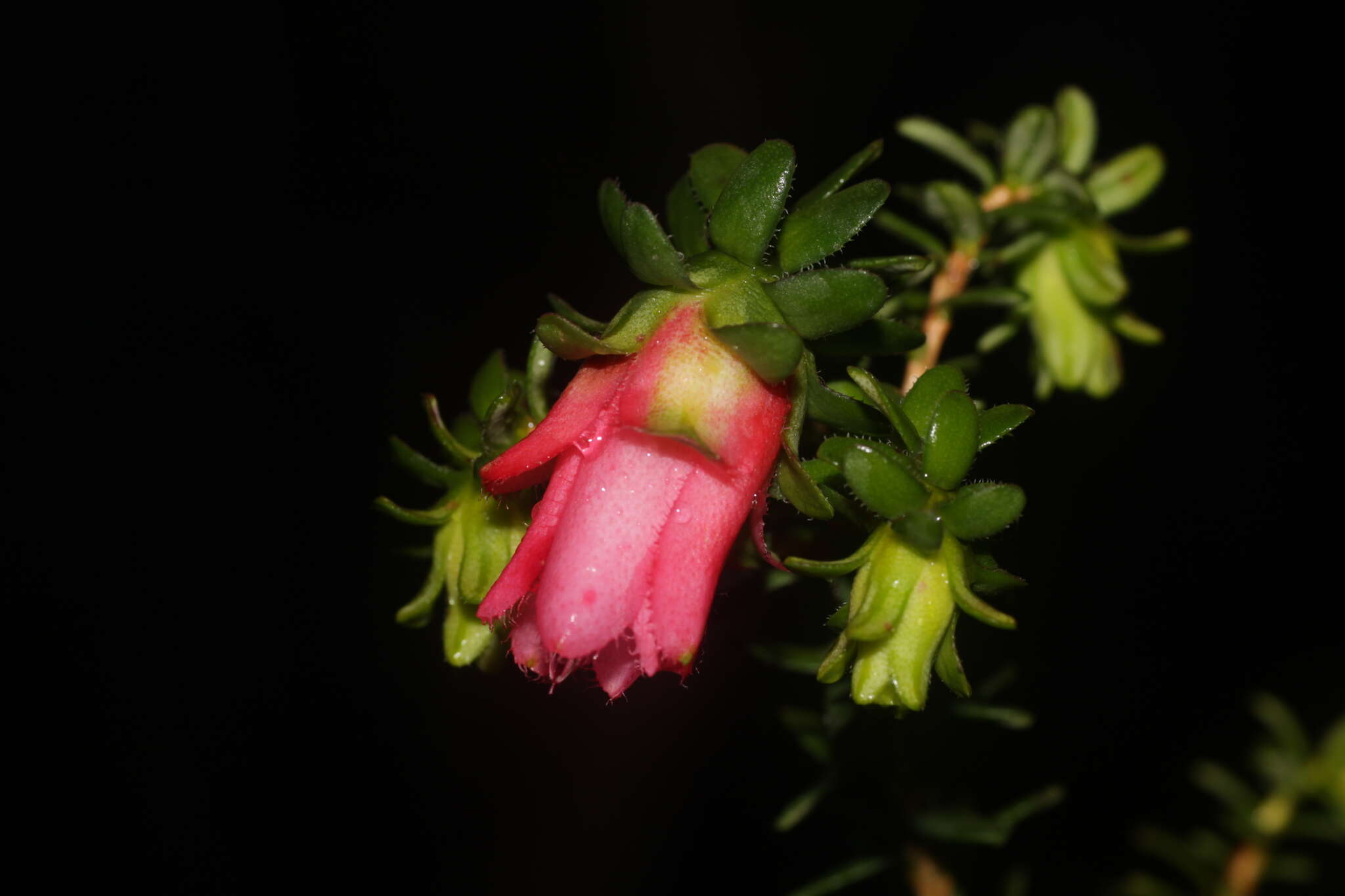 Image de Darwinia squarrosa (Turcz.) Domin