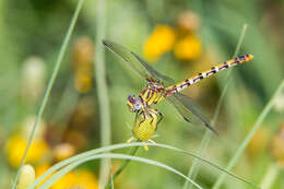 صورة Erpetogomphus designatus Hagen ex Selys 1858