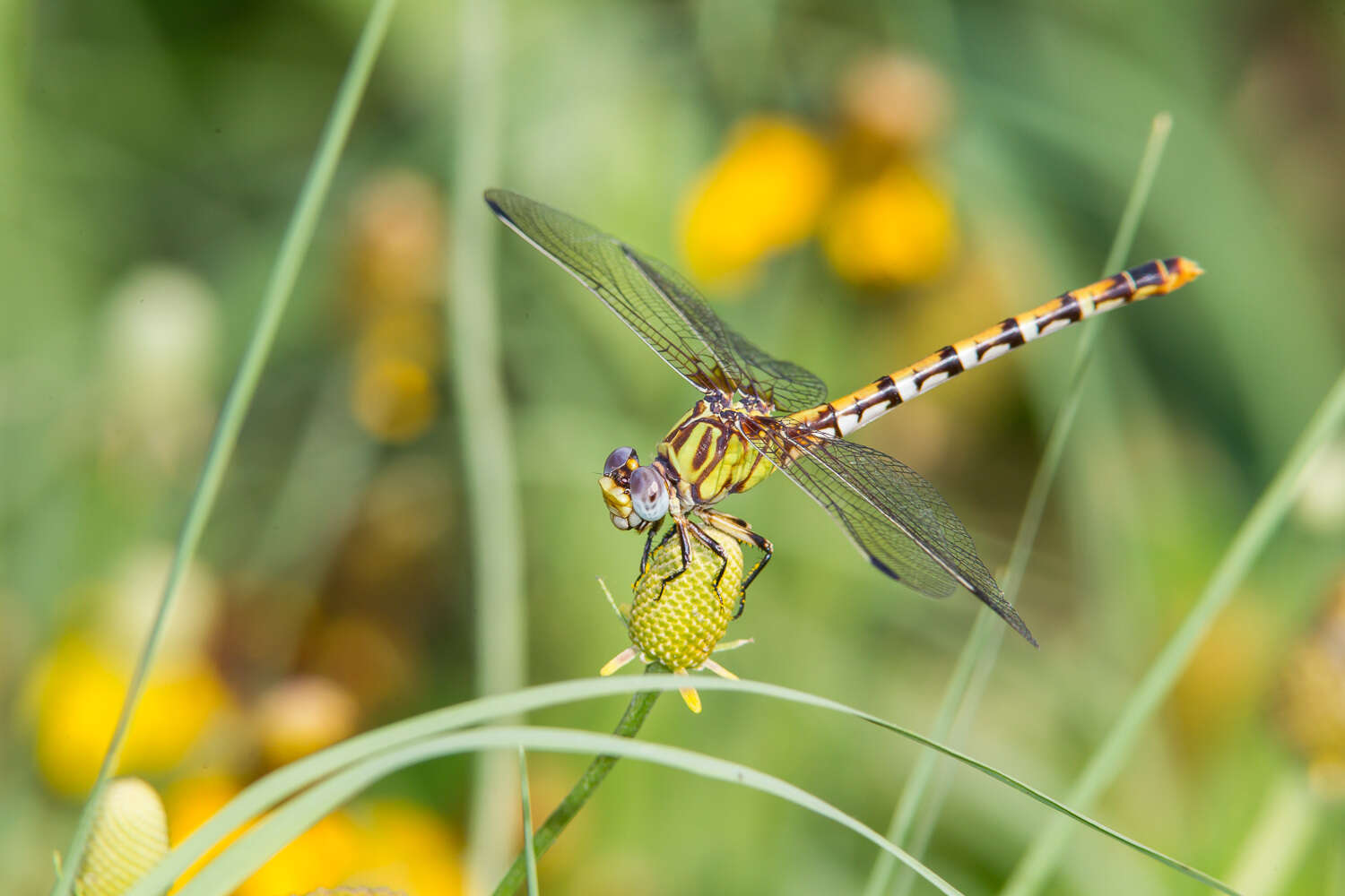 Imagem de Erpetogomphus designatus Hagen ex Selys 1858